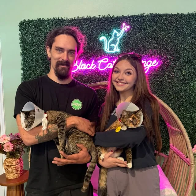 という名前の猫の写真で、 Maple and Lisa から引き取られました Black Cat Lounge & Adoption Center