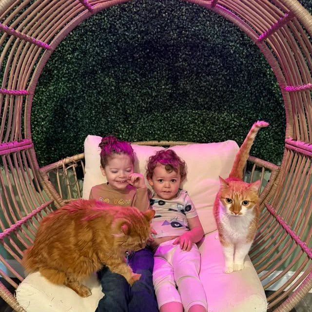 という名前の猫の写真で、 Cheddar and Colby から引き取られました Black Cat Lounge & Adoption Center