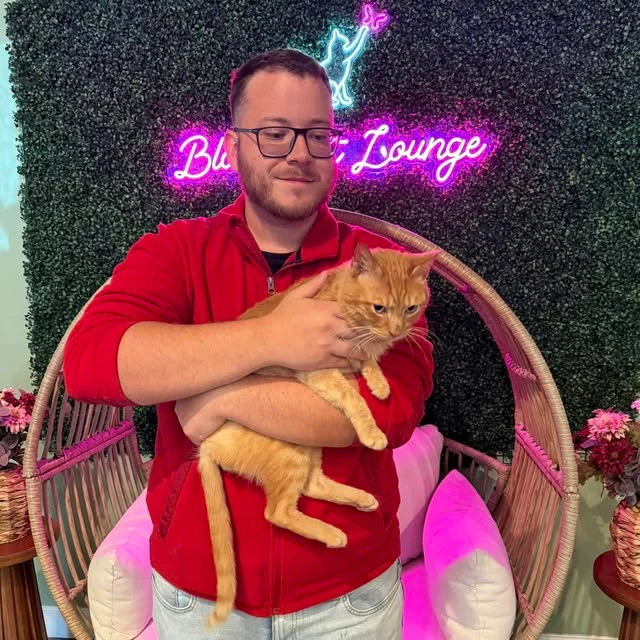 という名前の猫の写真で、 Shamrock から引き取られました Black Cat Lounge & Adoption Center