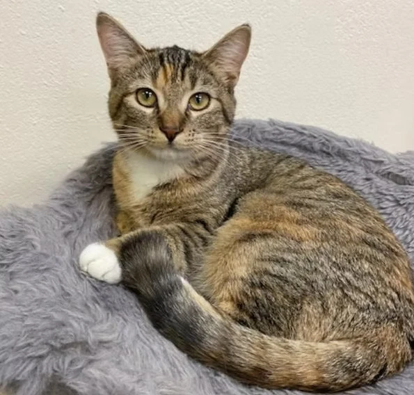 Photo of a cat named Piper who was adopted from The Cozy Catfe
