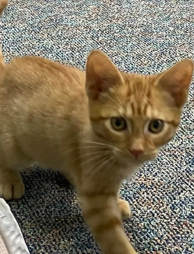 Photo of a cat named Sparky who was adopted from The Cozy Catfe