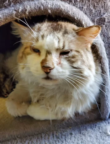 Photo of a cat named Radio who was adopted from The Cat’s Brew