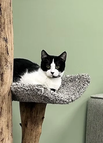 Photo of a cat named Diana who was adopted from The Cat’s Brew