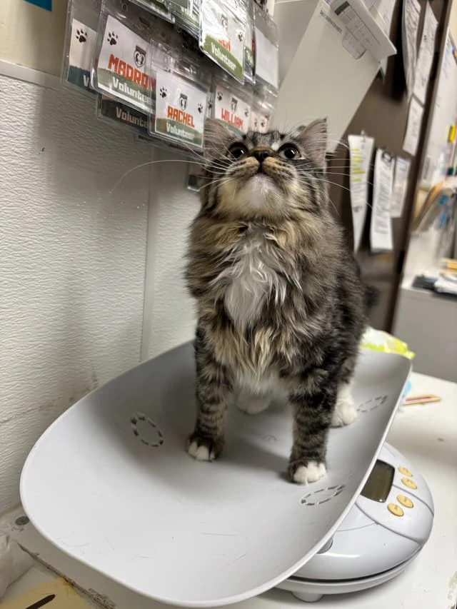 Photo of a cat named Dolly who was adopted from Seattle Meowtropolitan