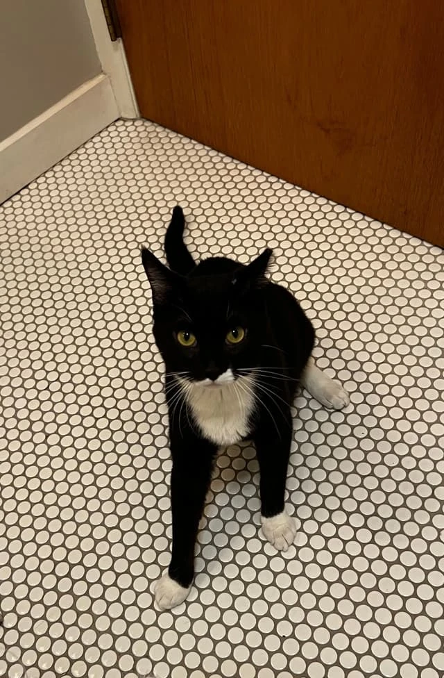 Photo of a cat named Balloon who was adopted from Seattle Meowtropolitan