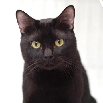 Photo of a cat named こしょう who was adopted from Rescue Cat Cafe Meooow!