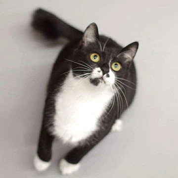 Photo of a cat named ムーラン who was adopted from Rescue Cat Cafe Meooow!