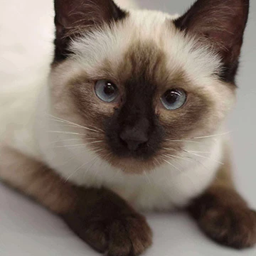 Photo of a cat named チロル who was adopted from Rescue Cat Cafe Meooow!