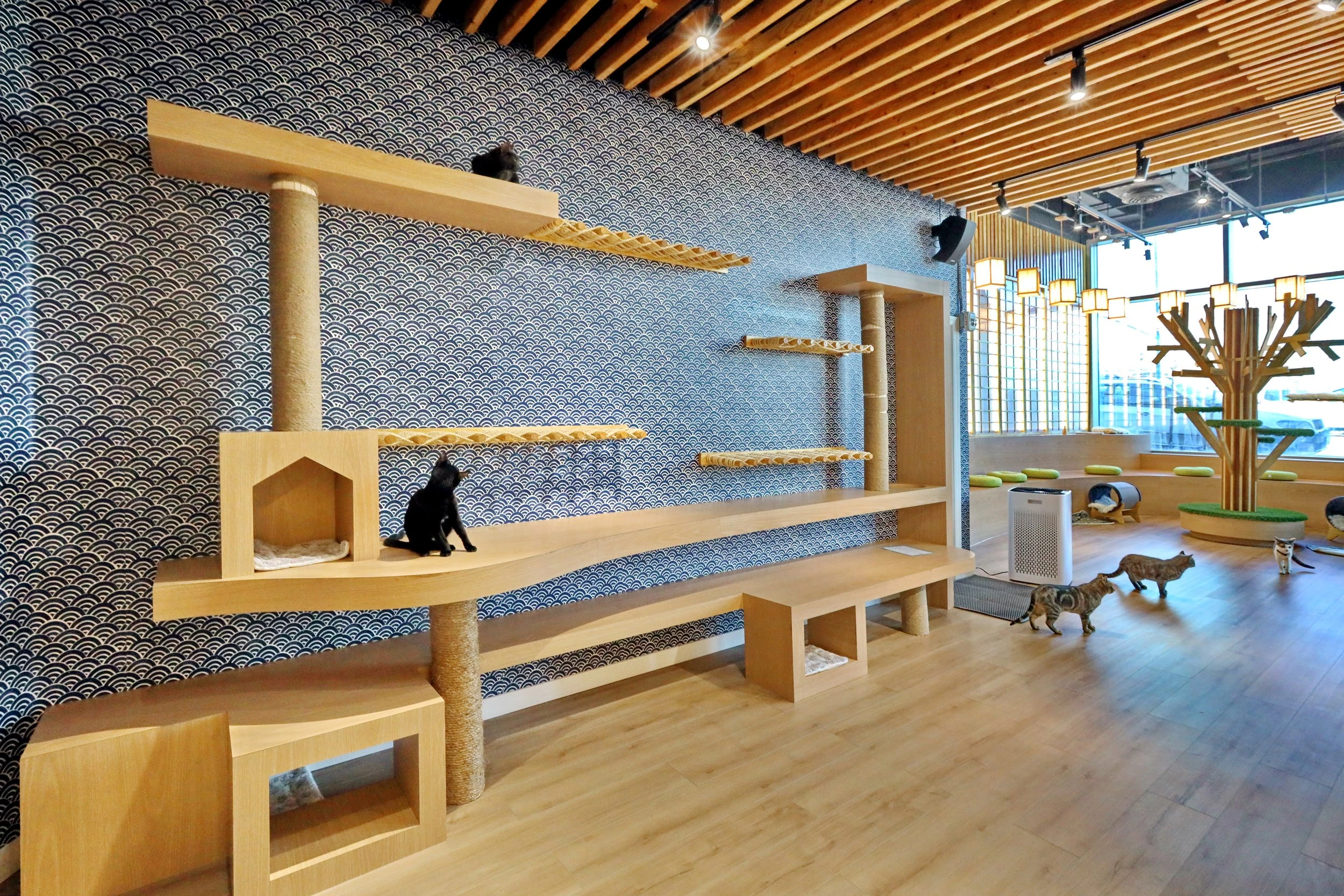 リスティング用に提出されたKokoro Cat Café猫カフェの写真