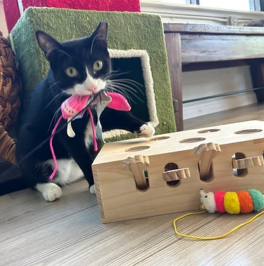 リスティング用に提出されたWhiskerwood Haven猫カフェの写真