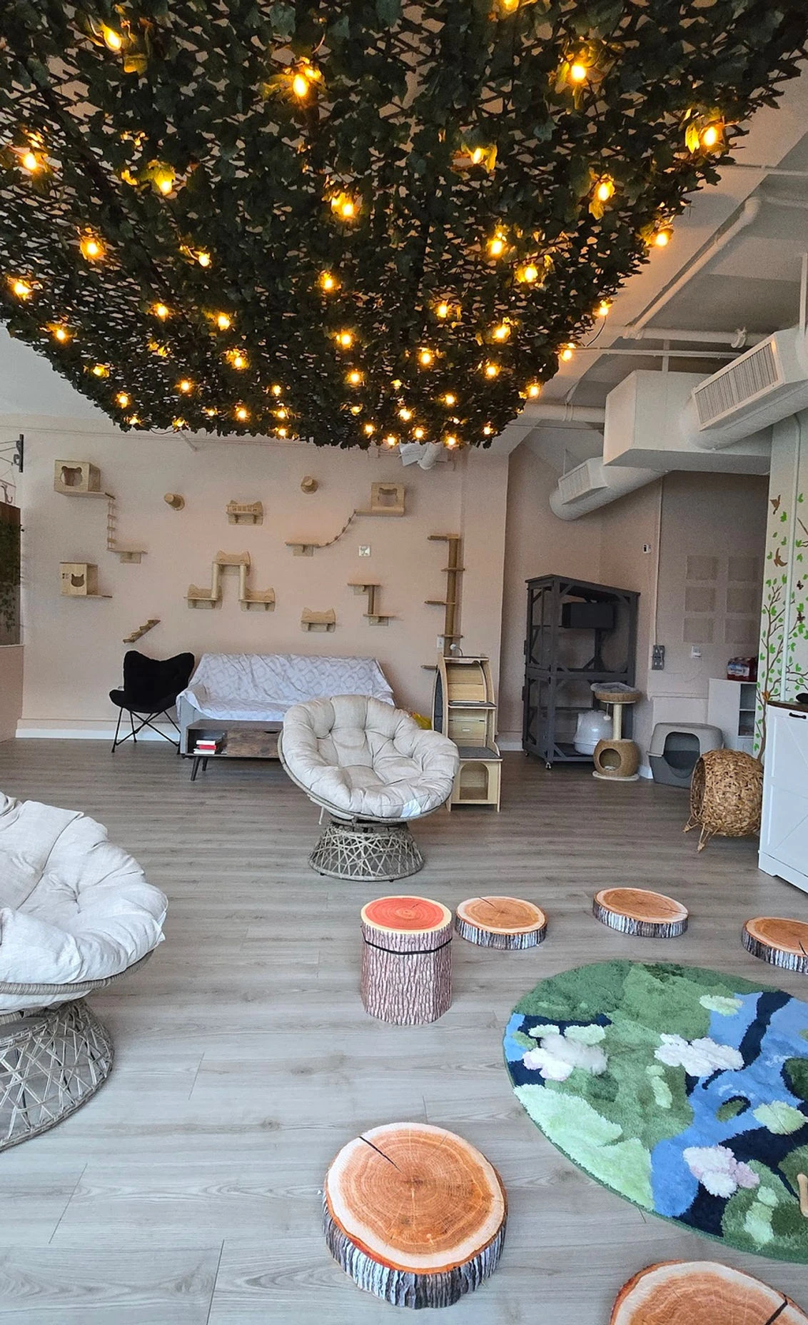 リスティング用に提出されたWhiskerwood Haven猫カフェの写真
