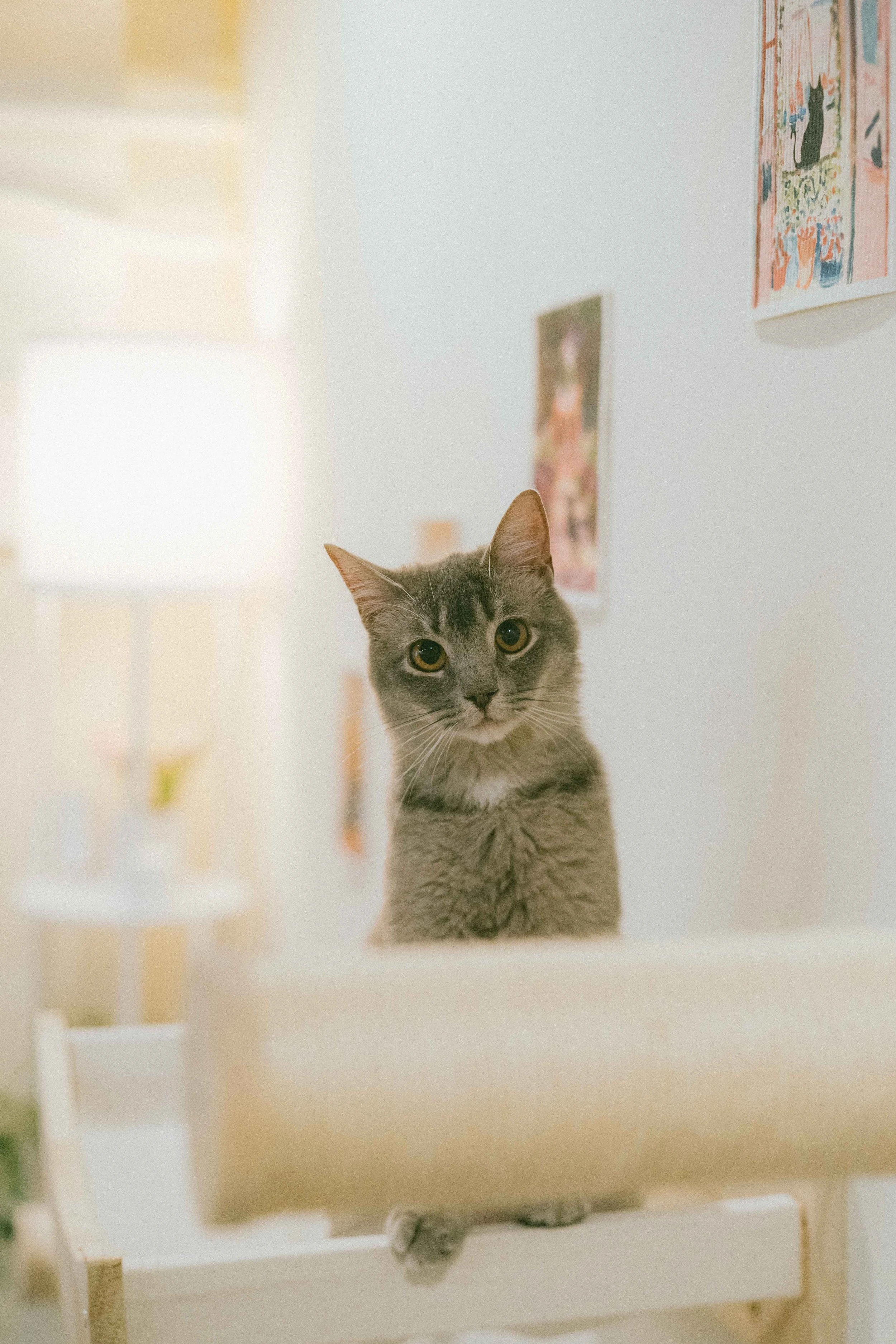 リスティング用に提出されたNabi Cat Cafe猫カフェの写真