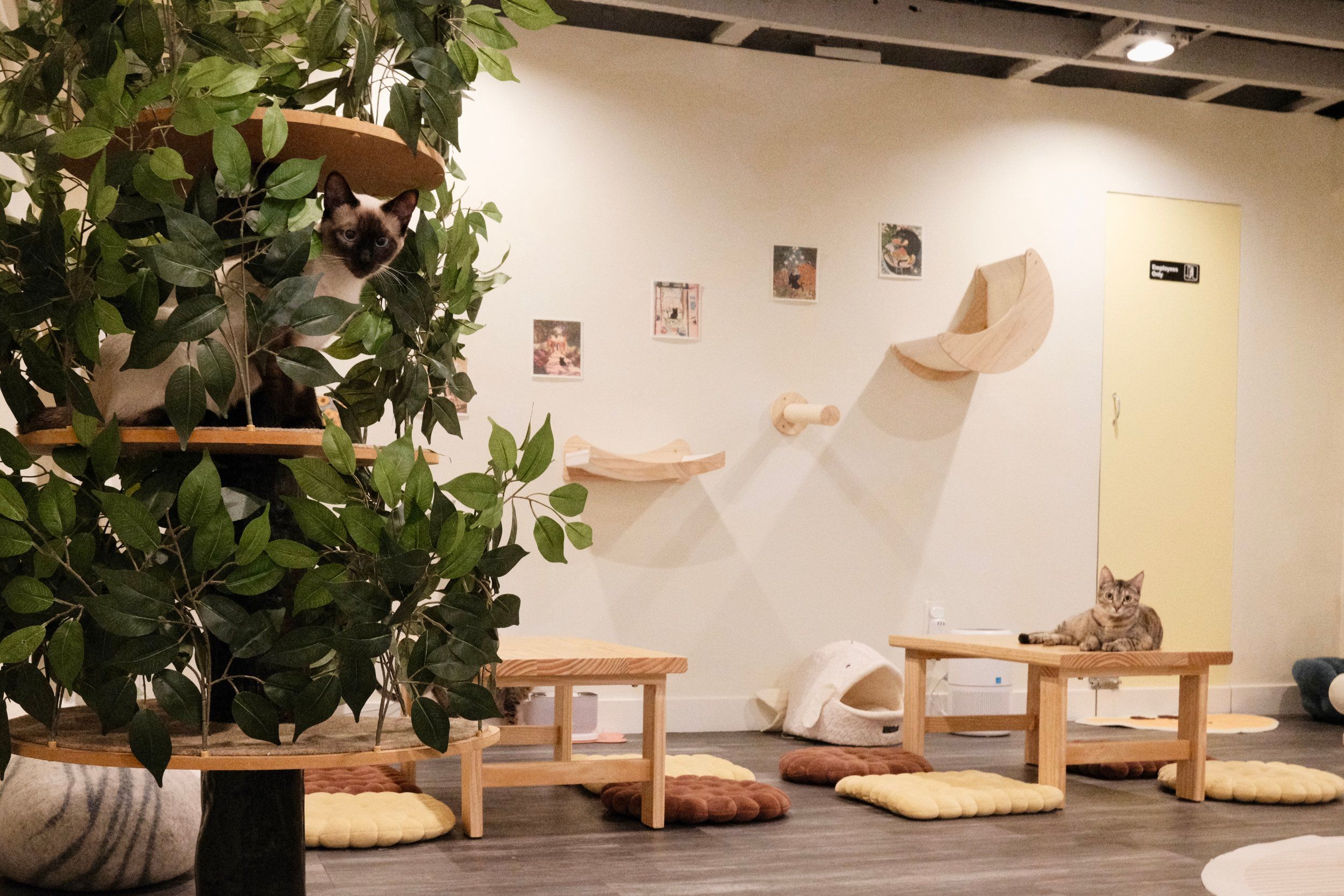 リスティング用に提出されたNabi Cat Cafe猫カフェの写真