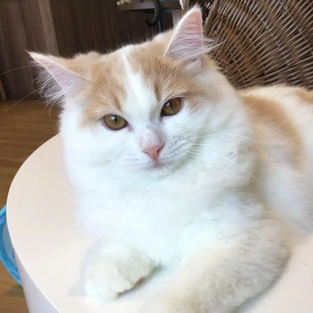 リスティング用に提出されたCat Café MOFF International Market Place猫カフェの写真