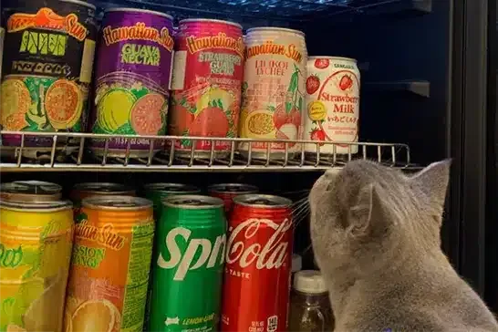 リスティング用に提出されたCat Café MOFF International Market Place猫カフェの写真