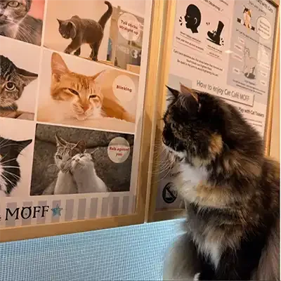 リスティング用に提出されたCat Café MOFF International Market Place猫カフェの写真