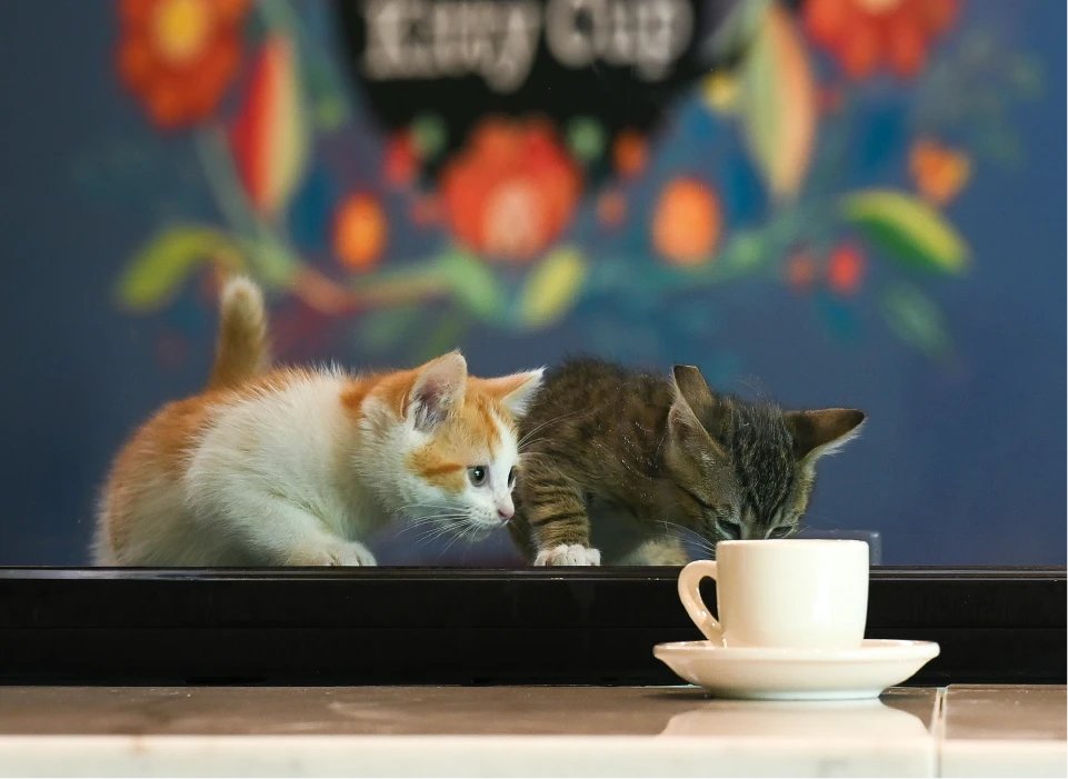 リスティング用に提出されたThe Kitty Cup猫カフェの写真