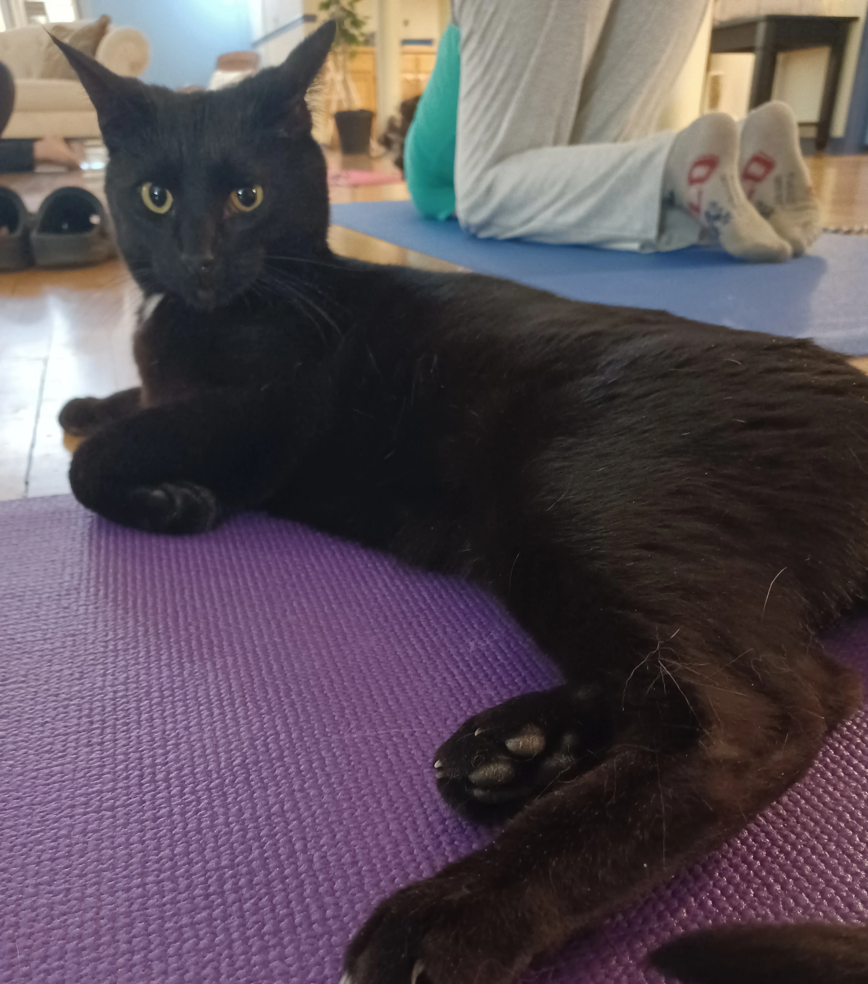 リスティング用に提出されたCatitude Cafe猫カフェの写真
