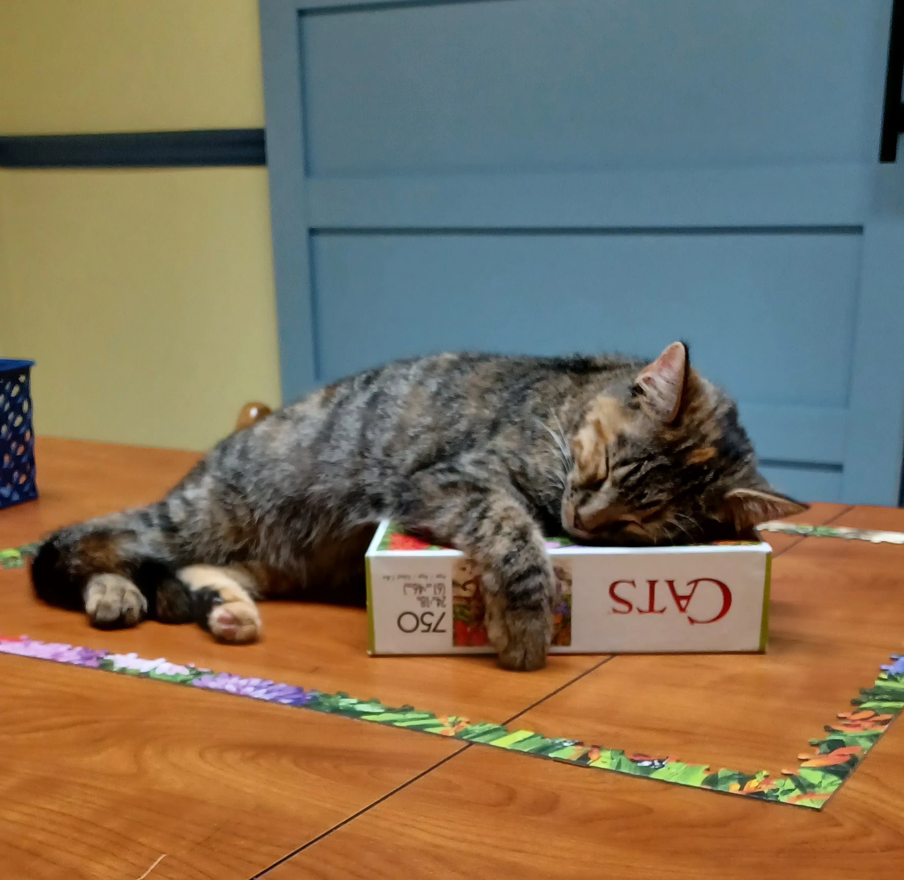 リスティング用に提出されたCatitude Cafe猫カフェの写真