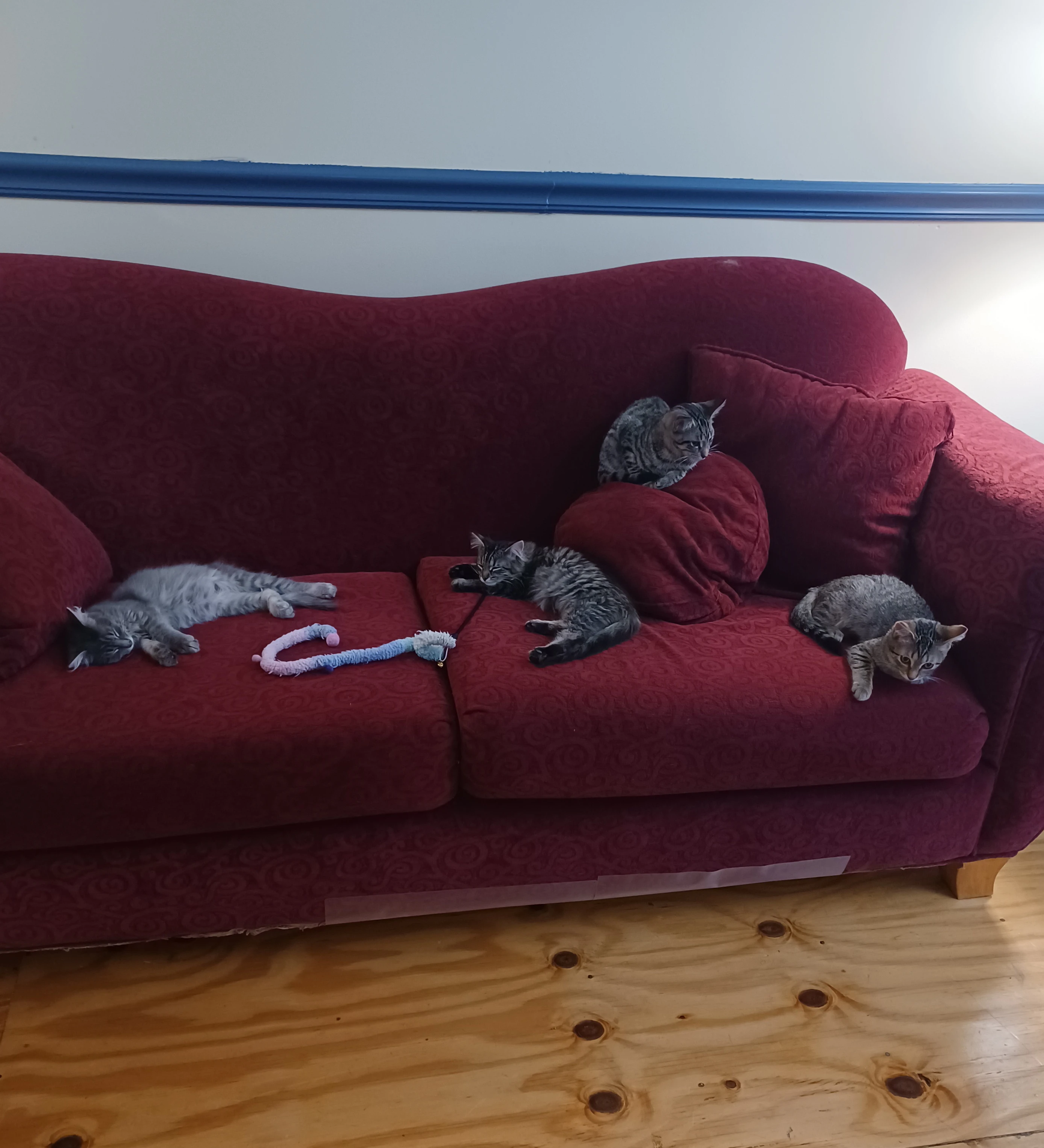 リスティング用に提出されたCatitude Cafe猫カフェの写真