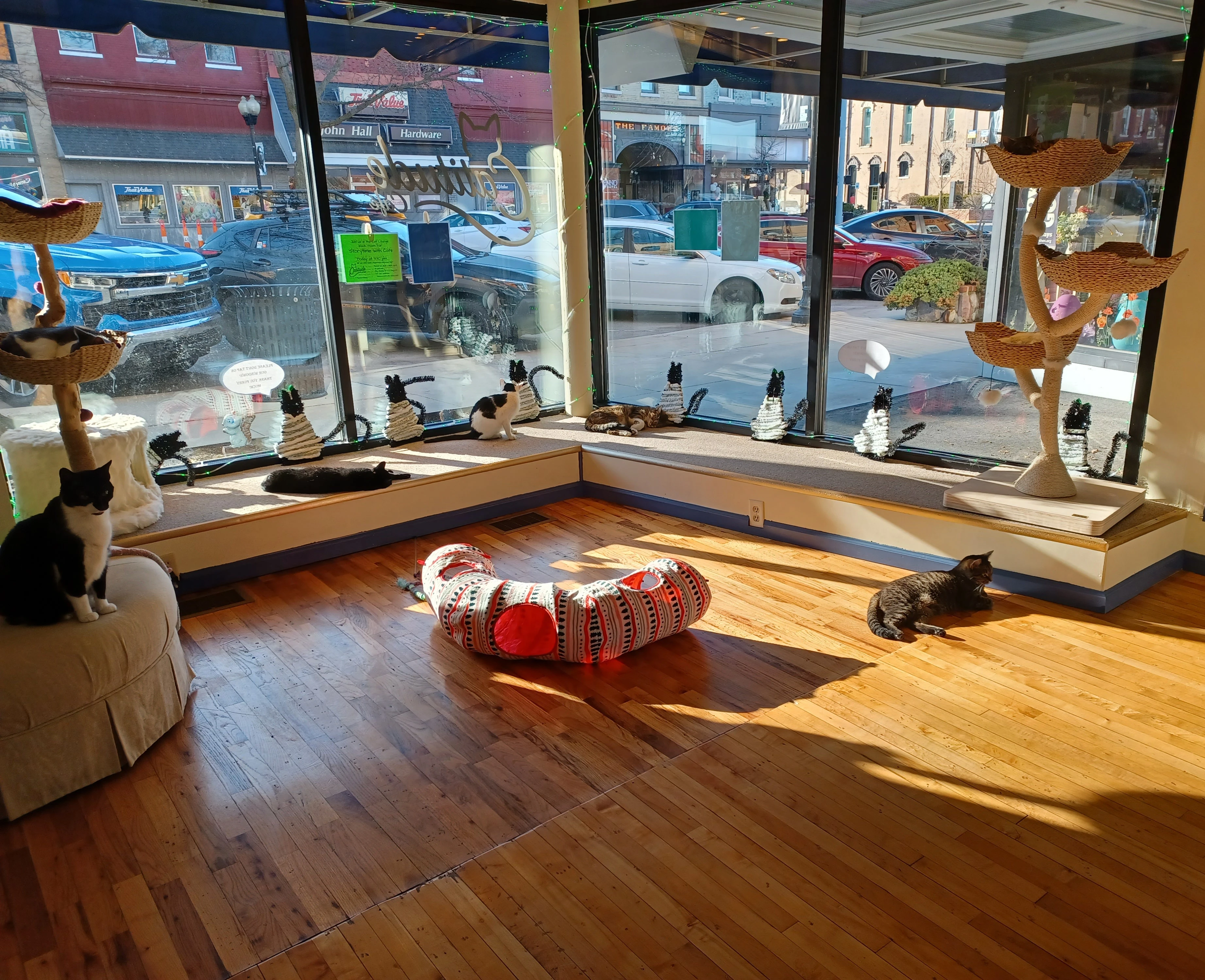リスティング用に提出されたCatitude Cafe猫カフェの写真