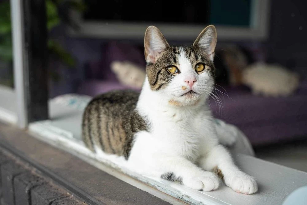 リスティング用に提出されたPaws Awhile Cat Cafe猫カフェの写真