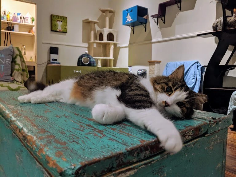 リスティング用に提出されたThe Scratching Post Cat Cafe猫カフェの写真