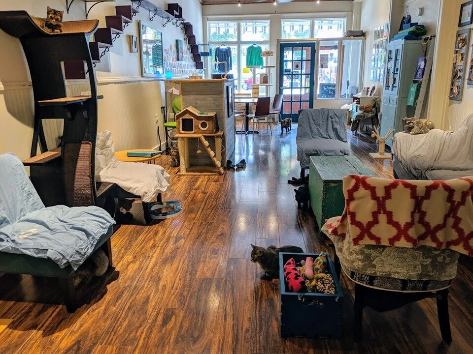 リスティング用に提出されたThe Scratching Post Cat Cafe猫カフェの写真