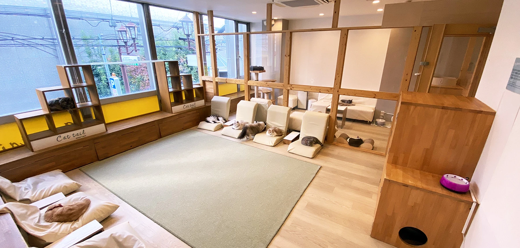 リスティング用に提出されたCat Cafe Cat Tail猫カフェの写真