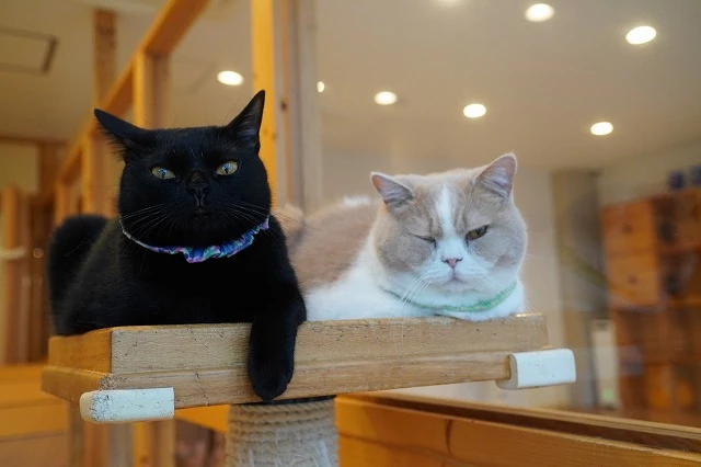 リスティング用に提出されたCat Cafe Cat Tail猫カフェの写真