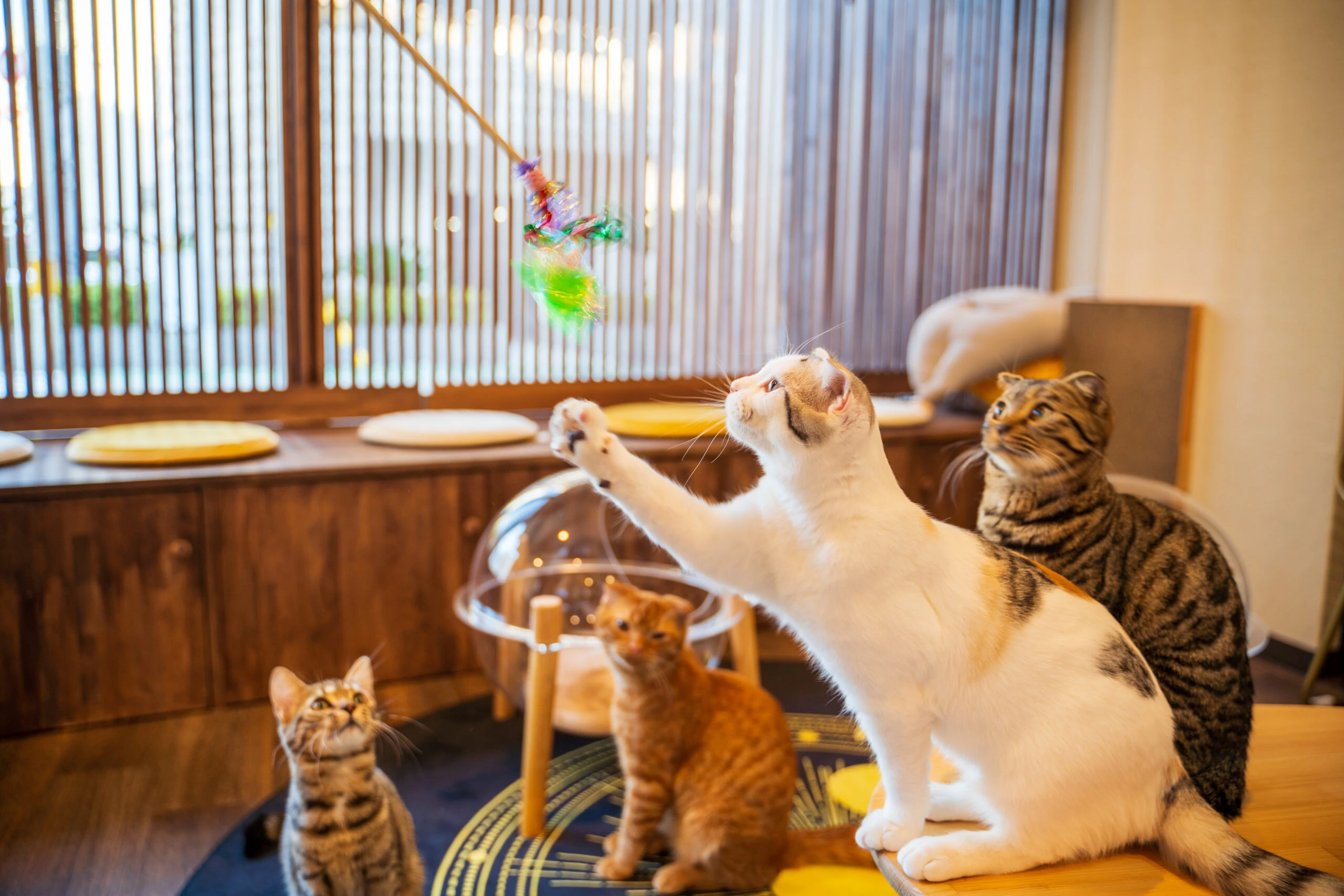 リスティング用に提出されたCat Cafe Mikazuki猫カフェの写真