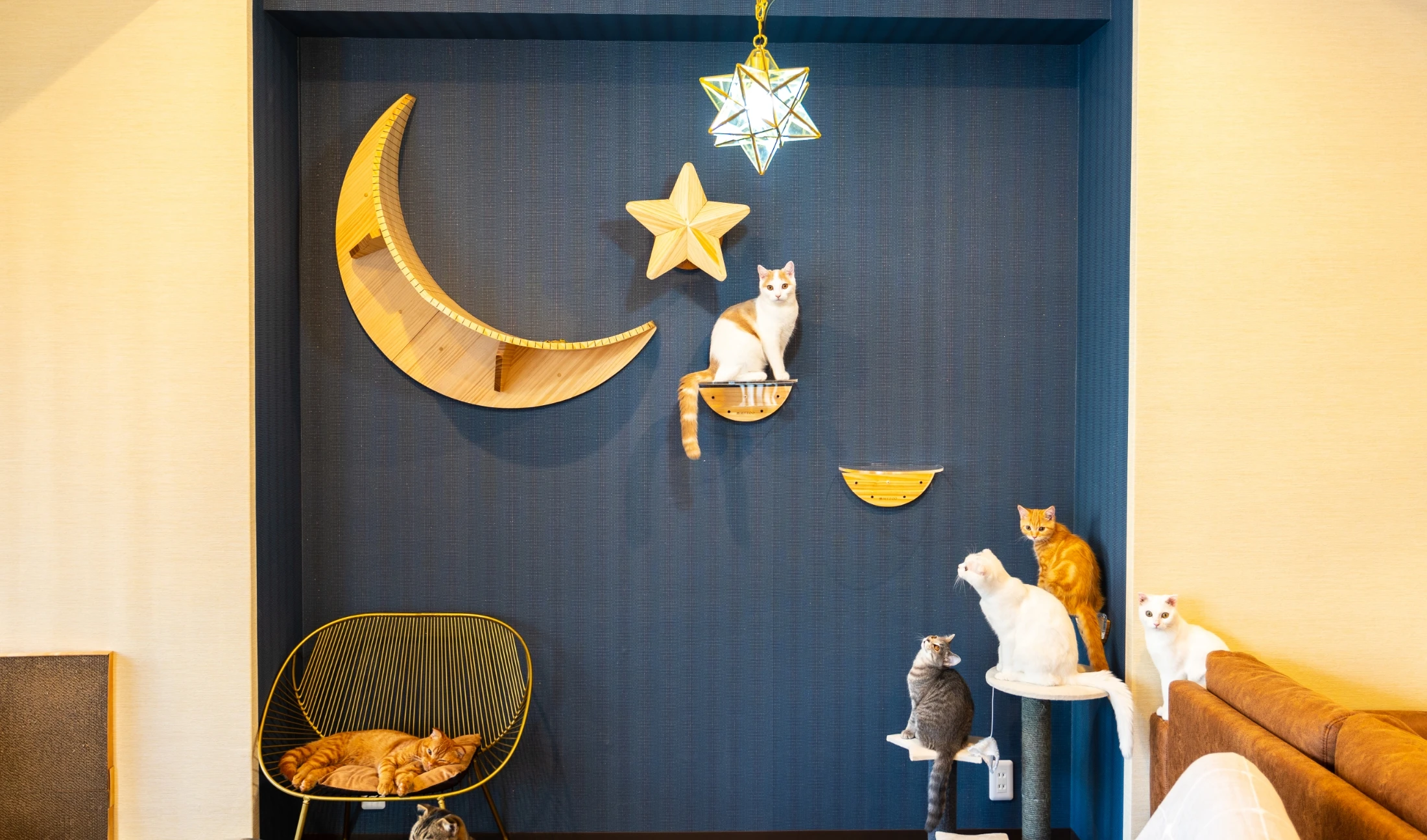 リスティング用に提出されたCat Cafe Mikazuki猫カフェの写真