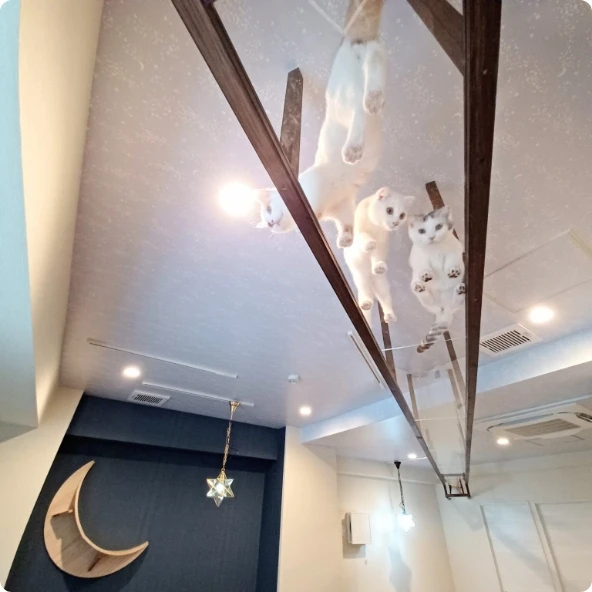 リスティング用に提出されたCat Cafe Mikazuki猫カフェの写真