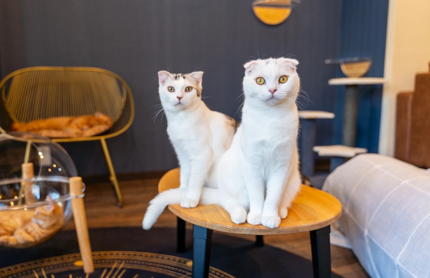 リスティング用に提出されたCat Cafe Mikazuki猫カフェの写真