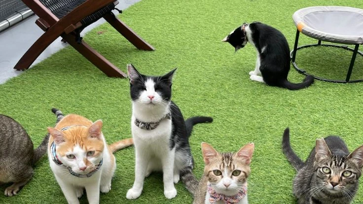 リスティング用に提出されたNyankotei Kamiita猫カフェの写真