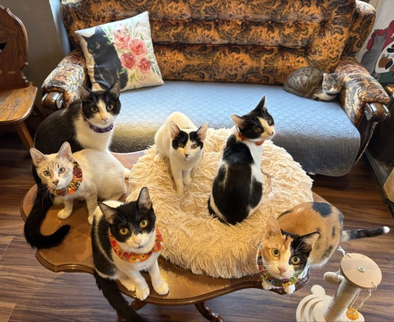 リスティング用に提出されたNyankotei Kamiita猫カフェの写真
