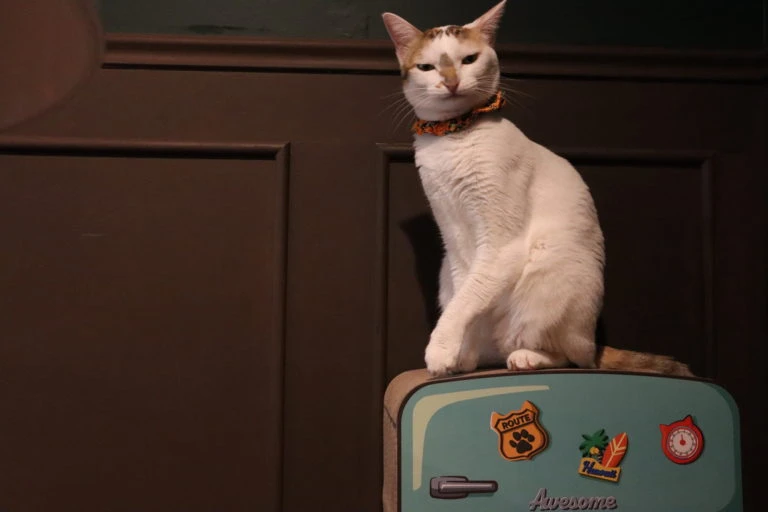 リスティング用に提出されたNyankotei Jujo猫カフェの写真