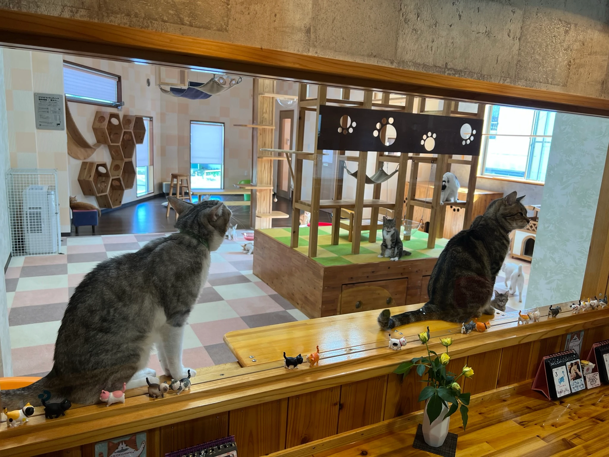 リスティング用に提出されたCafe Nyanko Plus猫カフェの写真