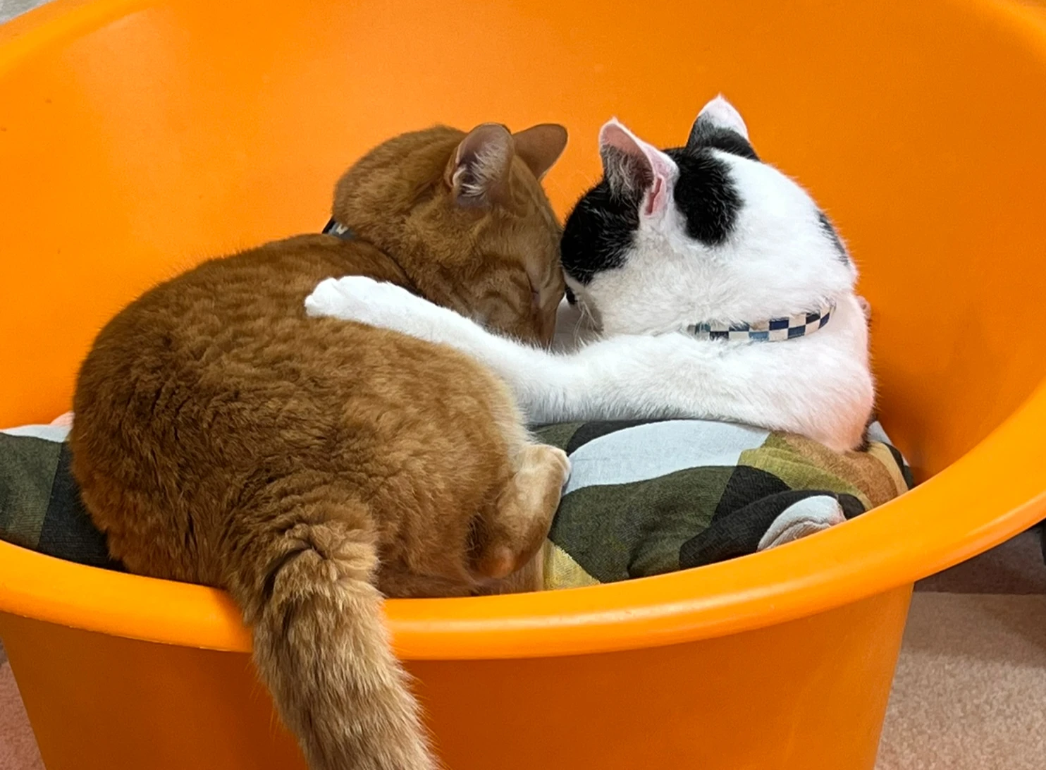 リスティング用に提出されたCafe Nyanko Plus猫カフェの写真
