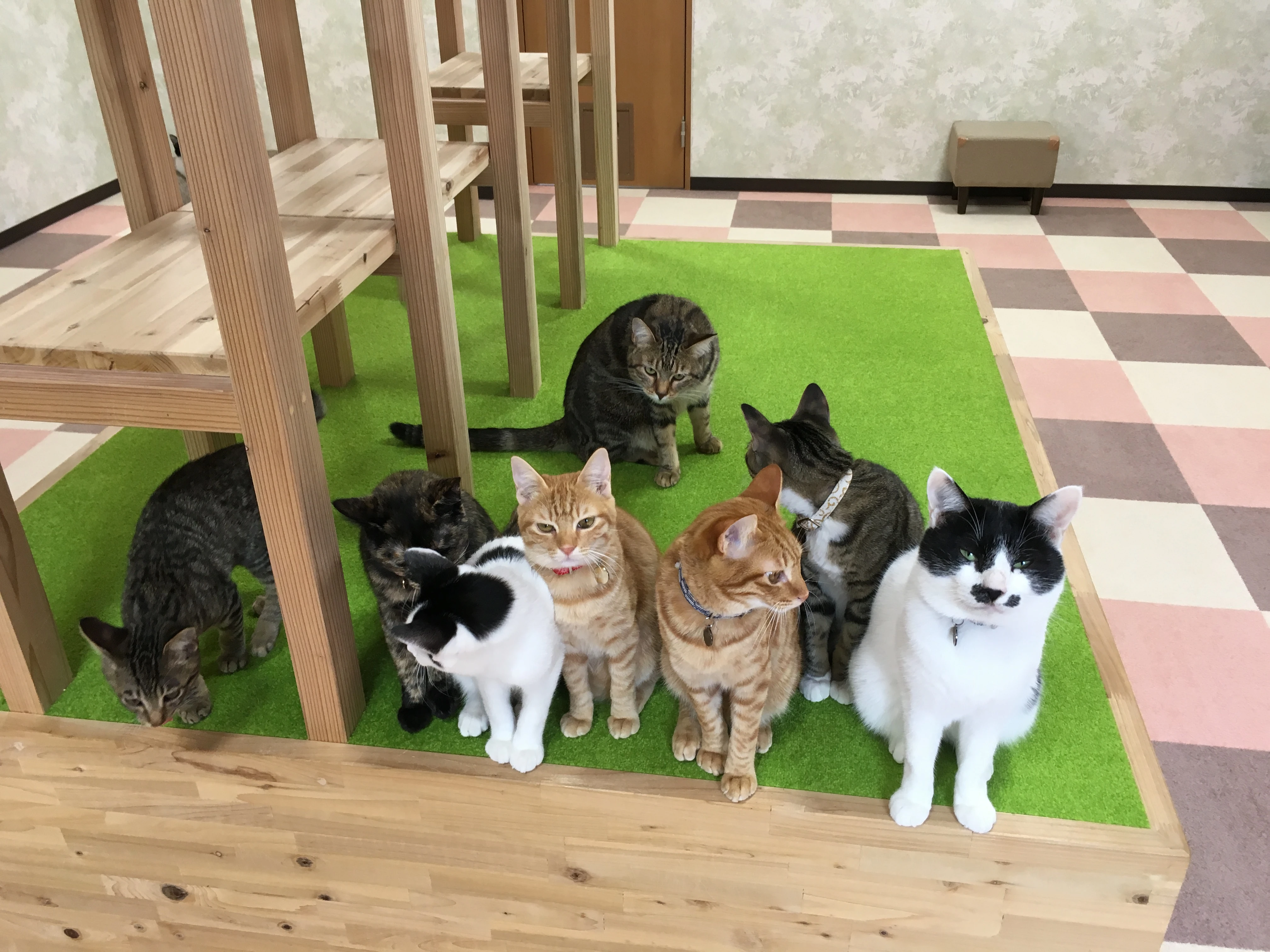 リスティング用に提出されたCafe Nyanko Plus猫カフェの写真