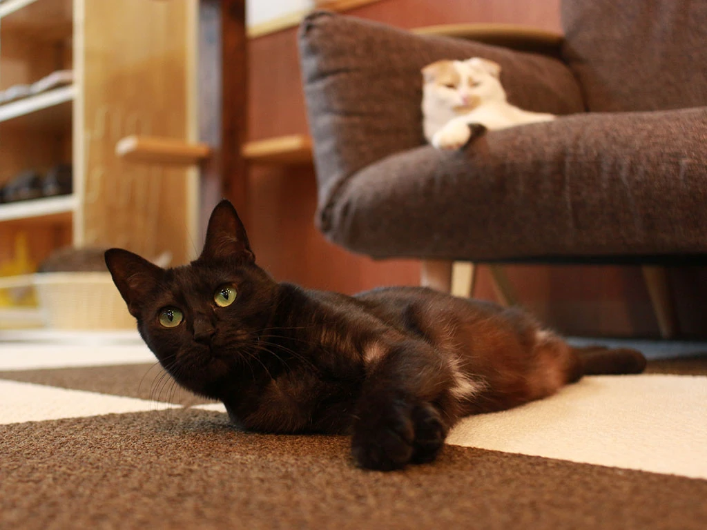 リスティング用に提出されたCat Cafe Cota猫カフェの写真
