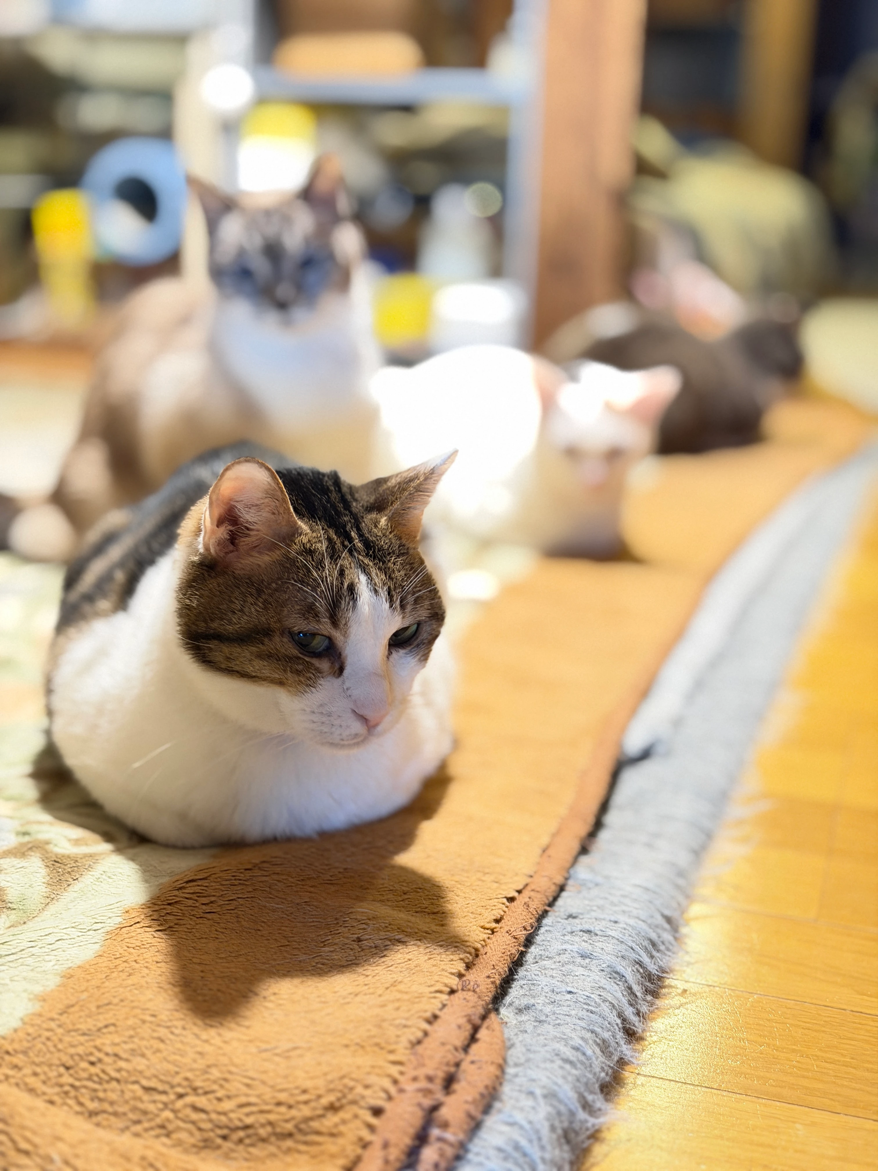 リスティング用に提出されたCat Cafe Gatti猫カフェの写真