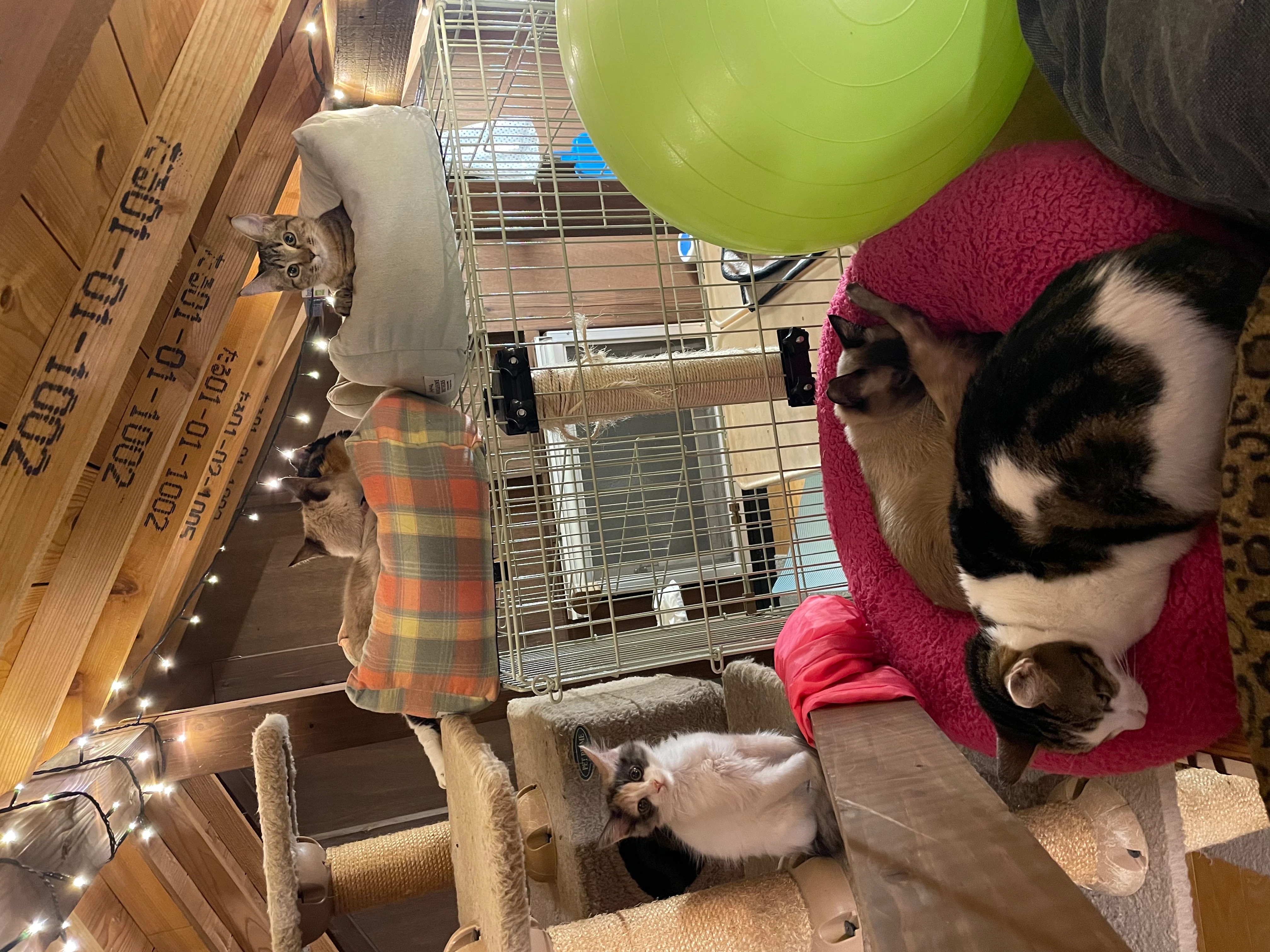 リスティング用に提出されたCat Cafe Gatti猫カフェの写真