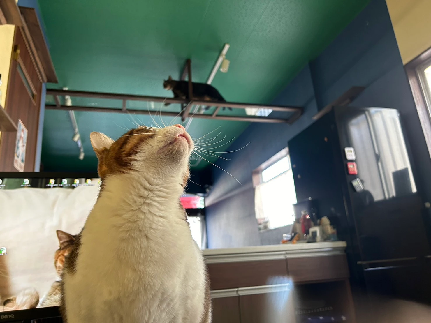 リスティング用に提出されたCat BC猫カフェの写真