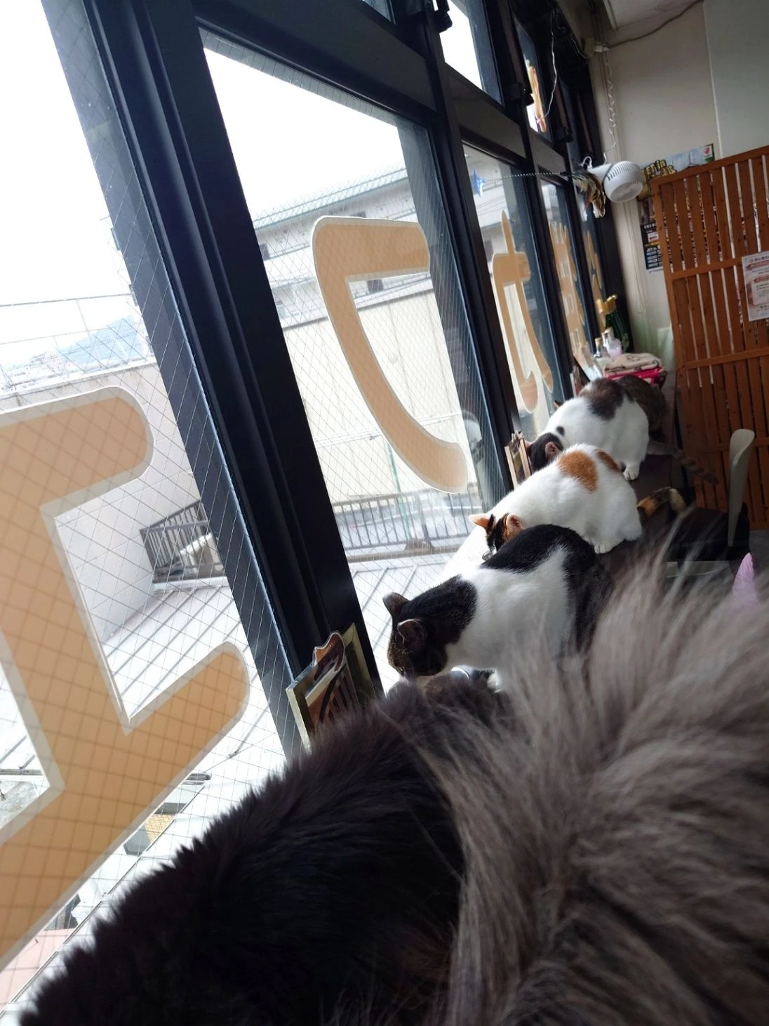 リスティング用に提出されたRaku-neko Cafe猫カフェの写真