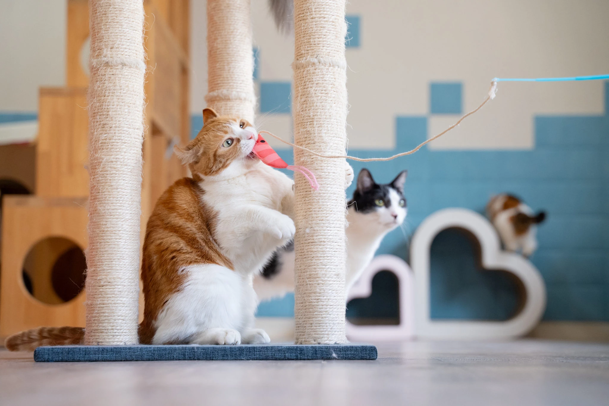 リスティング用に提出されたCat Cafe Nearnya猫カフェの写真