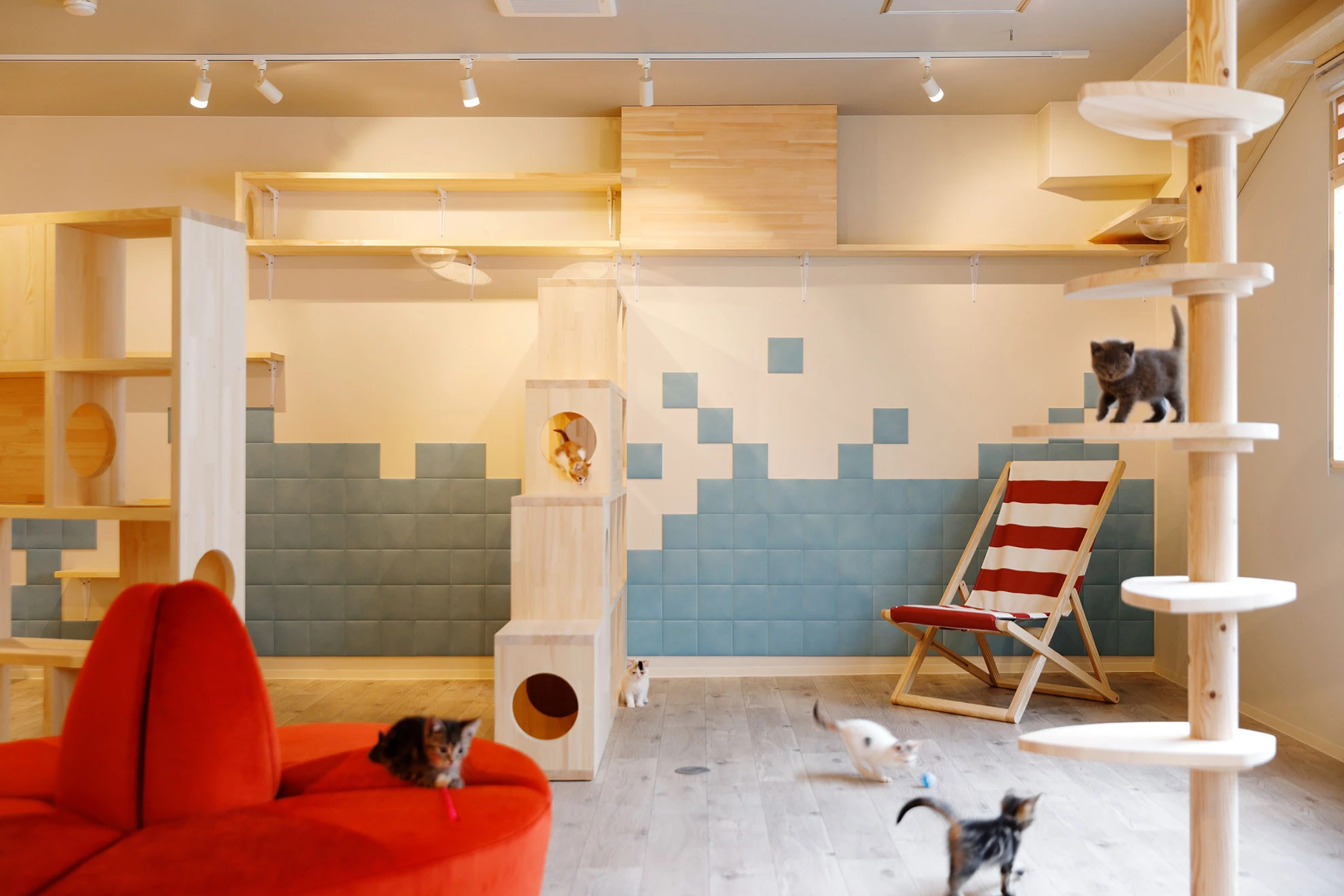 リスティング用に提出されたCat Cafe Nearnya猫カフェの写真