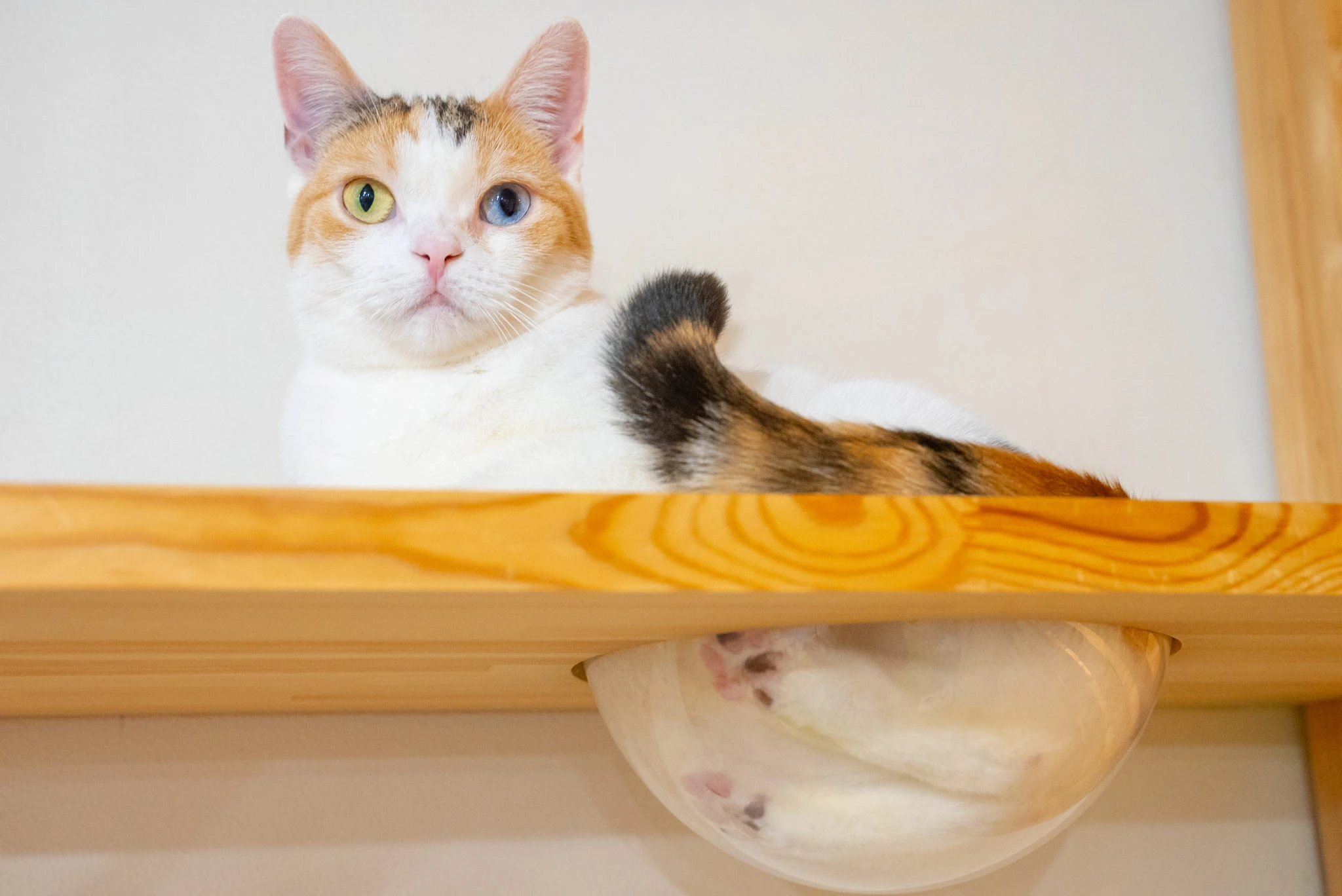 リスティング用に提出されたCat Cafe Nearnya猫カフェの写真