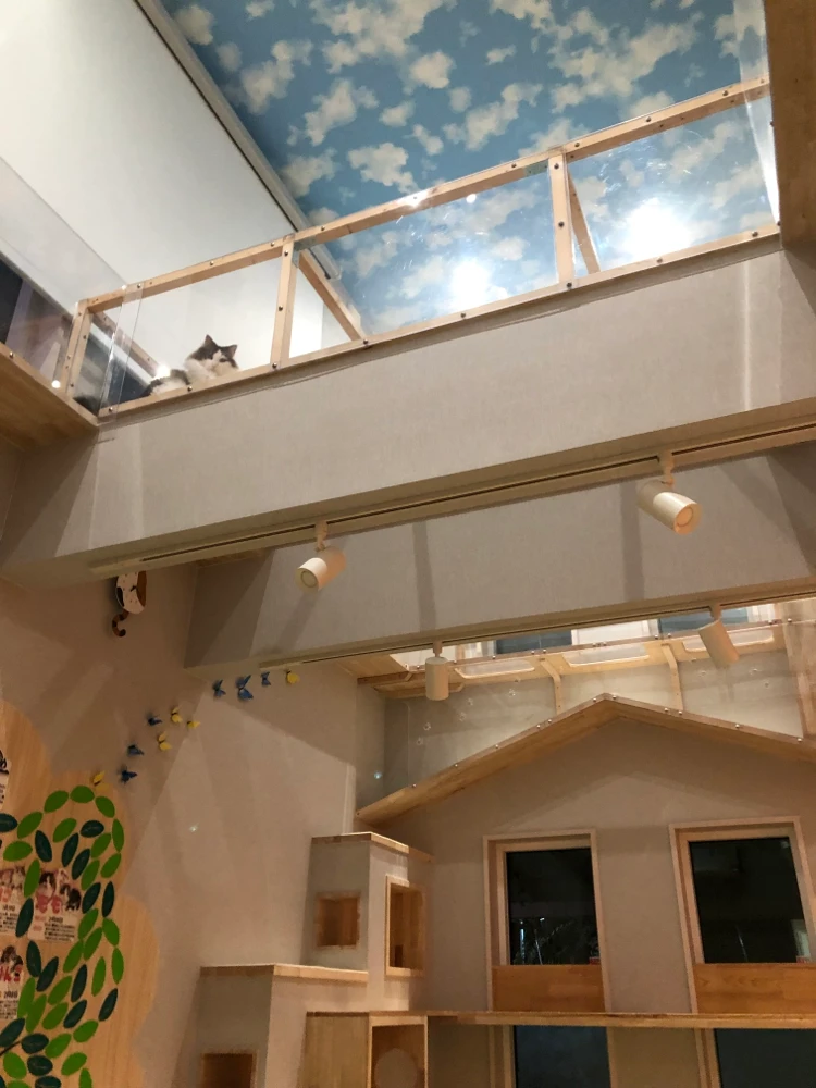 リスティング用に提出されたCat Cafe Mikan猫カフェの写真