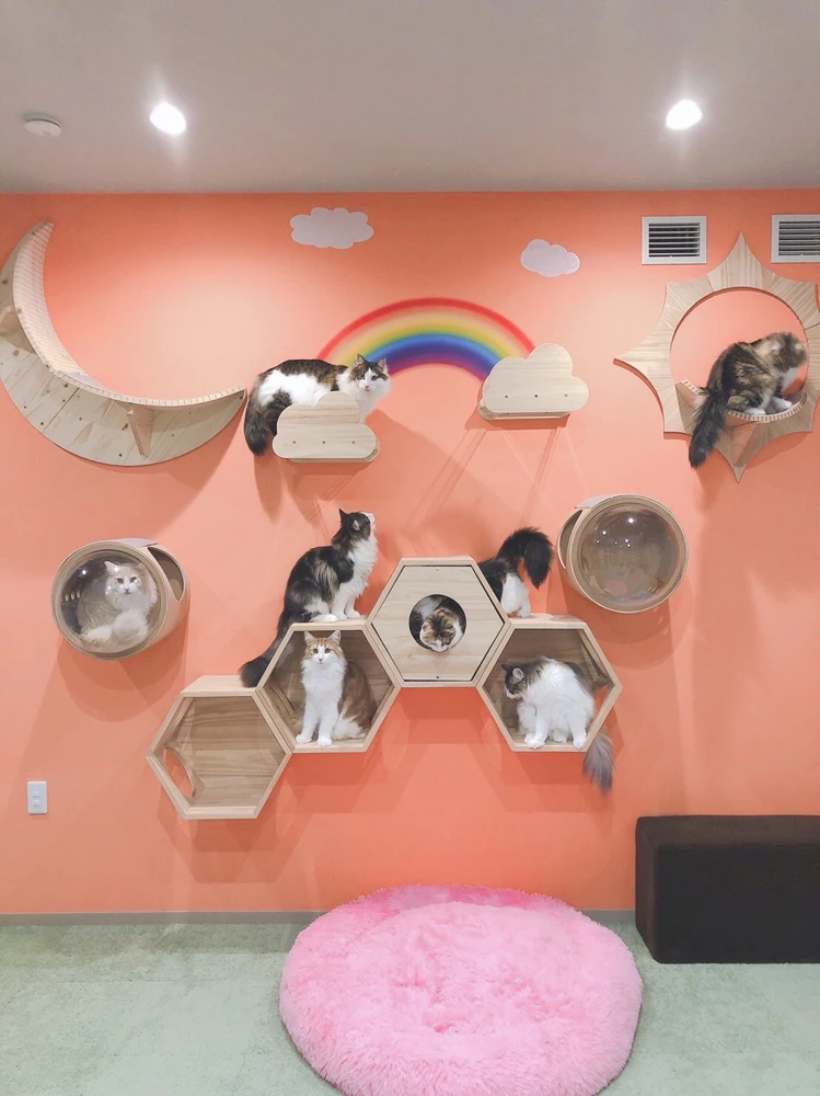 リスティング用に提出されたCat Cafe Mikan猫カフェの写真